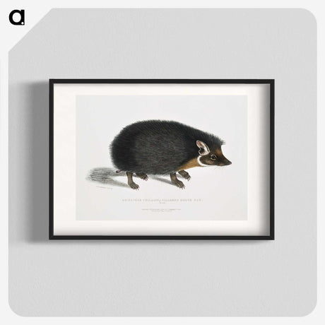 1-24_Indian-Zoology_blk