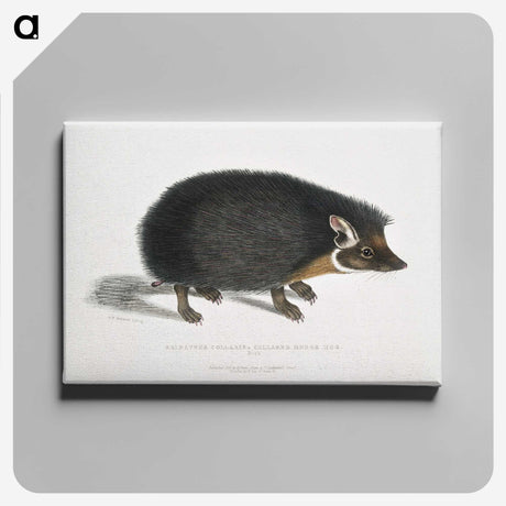 1-24_Indian-Zoology_canvas