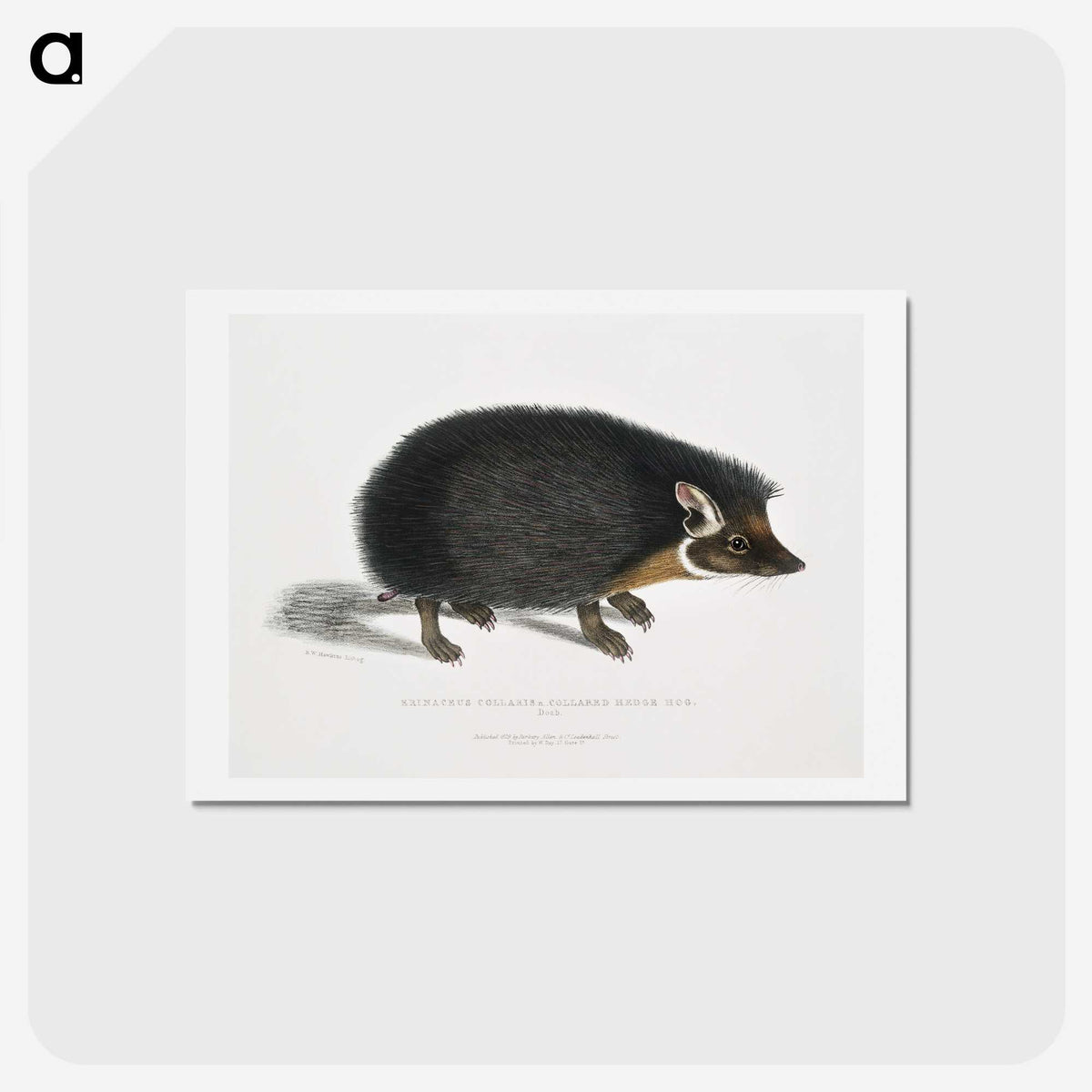 1-24_Indian-Zoology_hagaki