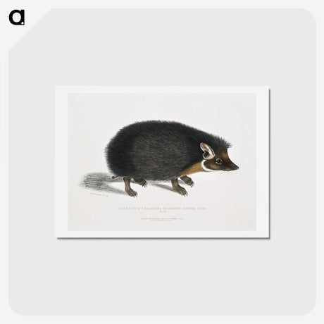 1-24_Indian-Zoology_hagaki