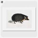 1-24_Indian-Zoology_picture