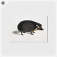 1-24_Indian-Zoology_postcard