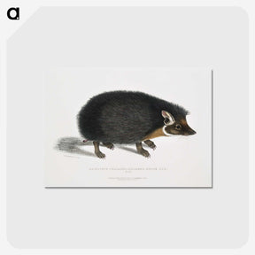1-24_Indian-Zoology_postcard