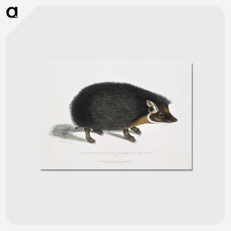 1-24_Indian-Zoology_postcard