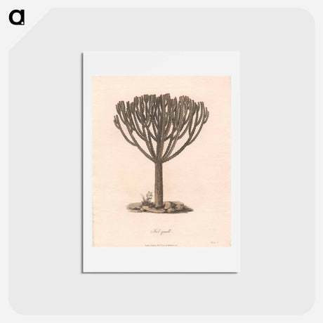 アートポストカード-Kolquall
 - ジェームス ヒース Postcard.