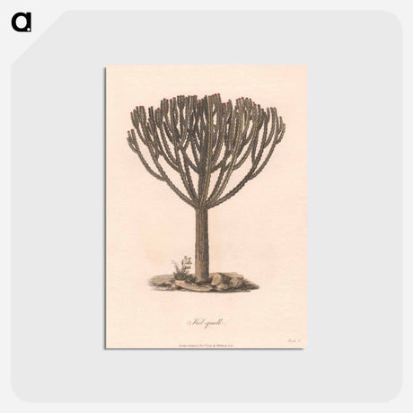 アートポストカード-Kolquall
 - ジェームス ヒース Postcard.