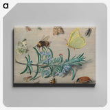 1-24_Jan-Van-Kessel_canvas