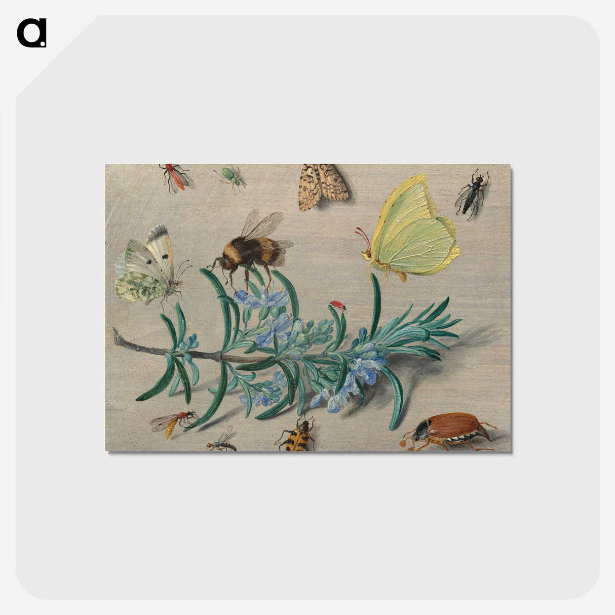 1-24_Jan-Van-Kessel_postcard