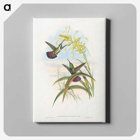 1-24_John-Gould_canvas