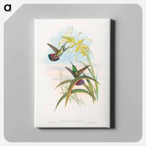 アートパネル-Veraguan Mango
 - ジョン グールド Canvas.