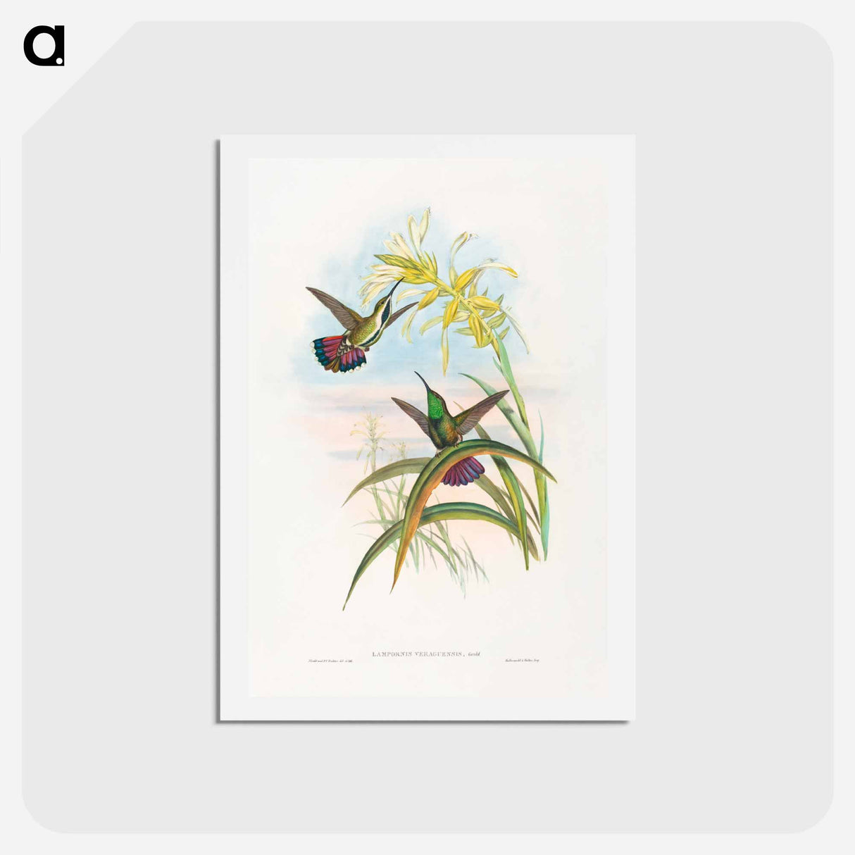 アートポストカード-Veraguan Mango
 - ジョン グールド Postcard.