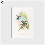 アートポストカード-Veraguan Mango
 - ジョン グールド Postcard.