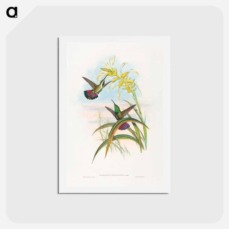 アートポストカード-Veraguan Mango
 - ジョン グールド Postcard.