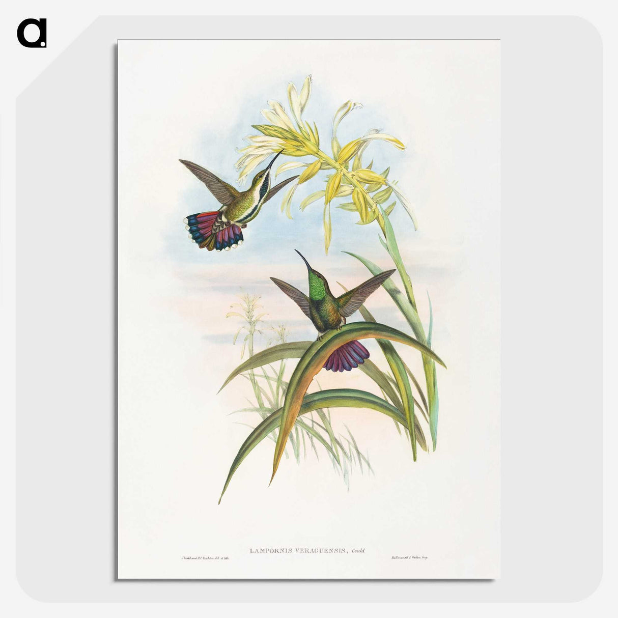 1-24_John-Gould_picture-crop