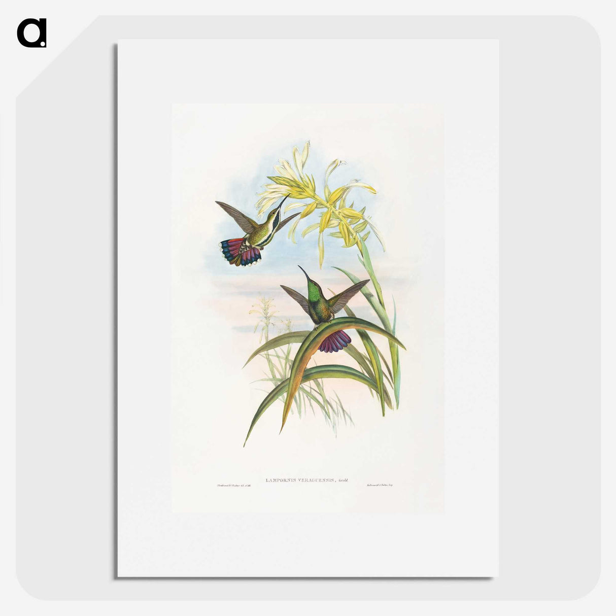 1-24_John-Gould_picture