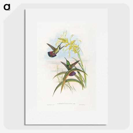 1-24_John-Gould_picture