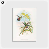 アートポストカード-Veraguan Mango
 - ジョン グールド Postcard.