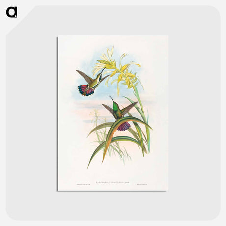 アートポストカード-Veraguan Mango
 - ジョン グールド Postcard.