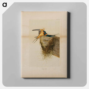 アートパネル-Barn Swallow
 - ジョン ジェームス オーデュボン Canvas.