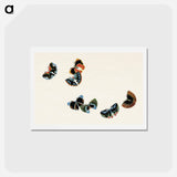 アートポストカード-One Thousand Butterflies - 神坂 雪佳 Postcard.