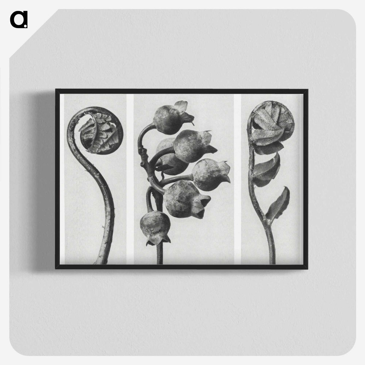 1-24_Karl-Blossfeldt_blk-crop