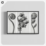 1-24_Karl-Blossfeldt_blk-crop