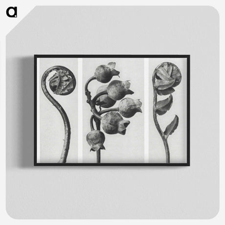 1-24_Karl-Blossfeldt_blk-crop