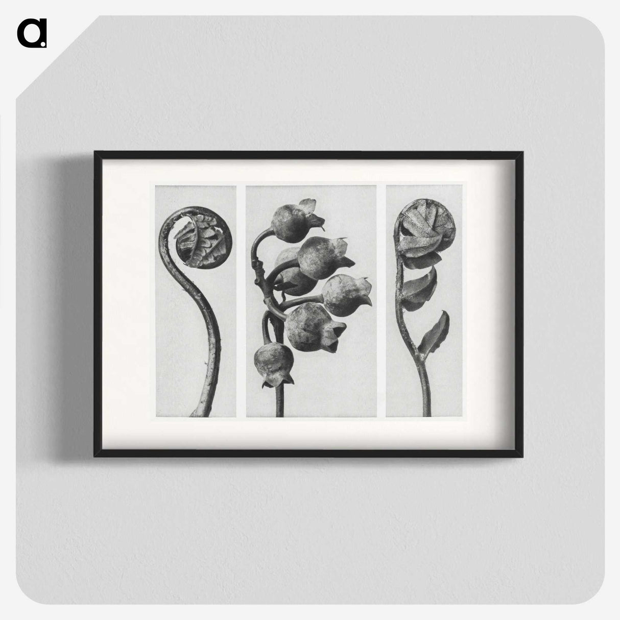 1-24_Karl-Blossfeldt_blk