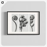 1-24_Karl-Blossfeldt_blk