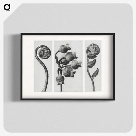 1-24_Karl-Blossfeldt_blk