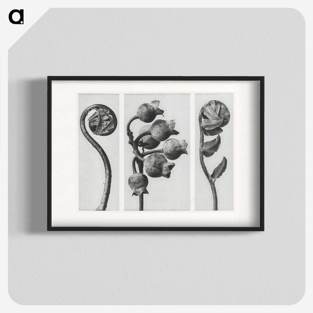 1-24_Karl-Blossfeldt_blk