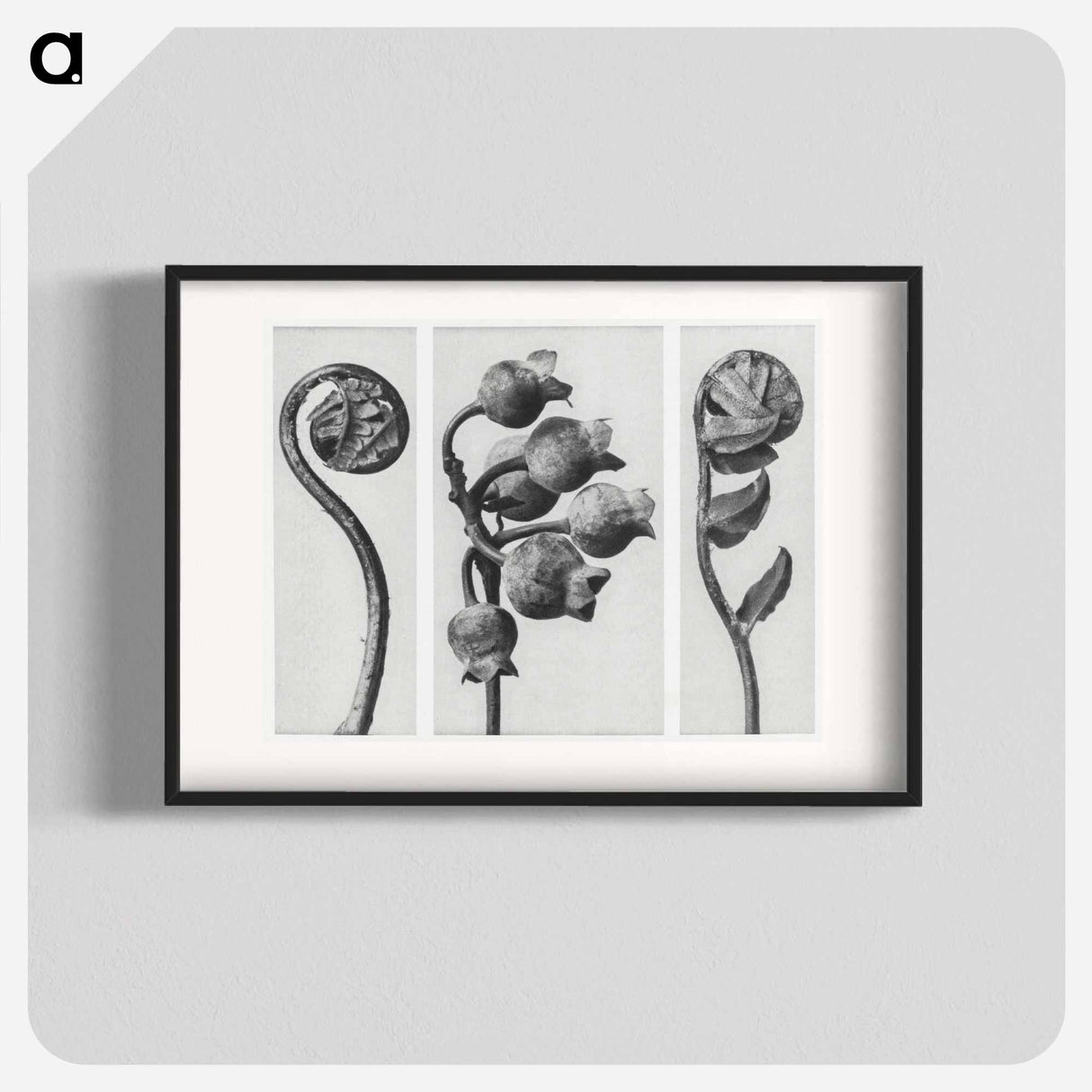 Polypodiaceae Aspidieae (Polypody) rolled–up frond enlarged 4 times, Vaccinium Corymbosum (Common or Swamp Blueberry) bunch of fruit enlarged 8 times, and Polystichum Falcatum (Prickly Shield–fern) yo - カール ブロスフェルト Poster.