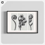 Polypodiaceae Aspidieae (Polypody) rolled–up frond enlarged 4 times, Vaccinium Corymbosum (Common or Swamp Blueberry) bunch of fruit enlarged 8 times, and Polystichum Falcatum (Prickly Shield–fern) yo - カール ブロスフェルト Poster.