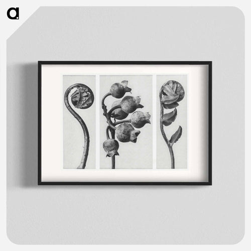 Polypodiaceae Aspidieae (Polypody) rolled–up frond enlarged 4 times, Vaccinium Corymbosum (Common or Swamp Blueberry) bunch of fruit enlarged 8 times, and Polystichum Falcatum (Prickly Shield–fern) yo - カール ブロスフェルト Poster.