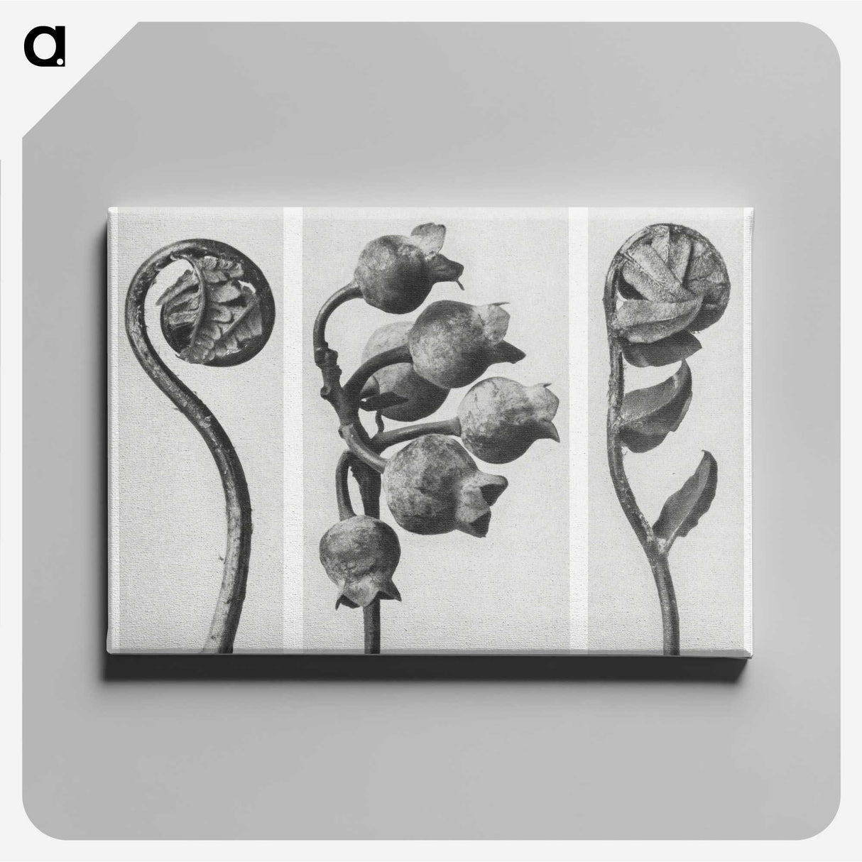 1-24_Karl-Blossfeldt_canvas