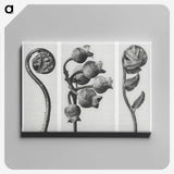 1-24_Karl-Blossfeldt_canvas