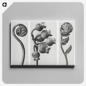 1-24_Karl-Blossfeldt_canvas