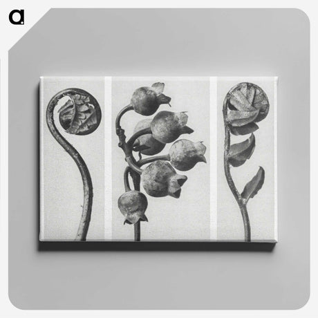 1-24_Karl-Blossfeldt_canvas