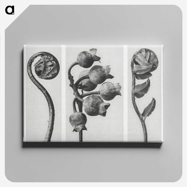1-24_Karl-Blossfeldt_canvas