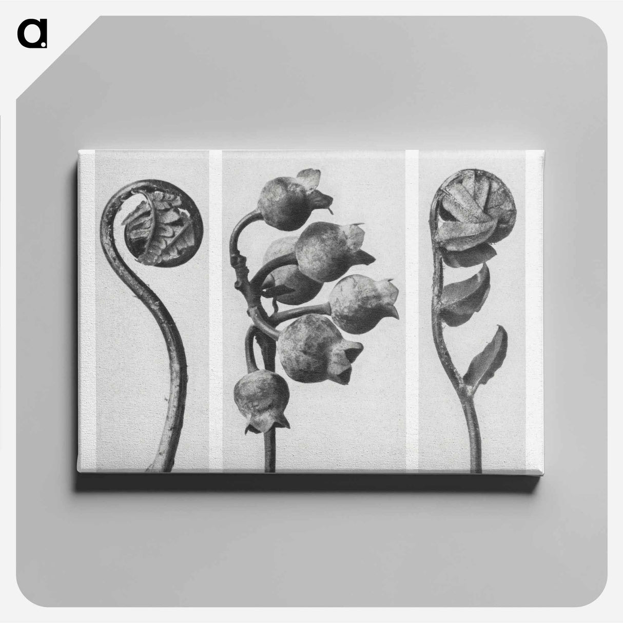 Polypodiaceae Aspidieae (Polypody) rolled–up frond enlarged 4 times, Vaccinium Corymbosum (Common or Swamp Blueberry) bunch of fruit enlarged 8 times, and Polystichum Falcatum (Prickly Shield–fern) yo - Karl Blossfeldt Canvas.