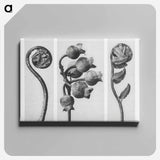 Polypodiaceae Aspidieae (Polypody) rolled–up frond enlarged 4 times, Vaccinium Corymbosum (Common or Swamp Blueberry) bunch of fruit enlarged 8 times, and Polystichum Falcatum (Prickly Shield–fern) yo - Karl Blossfeldt Canvas.