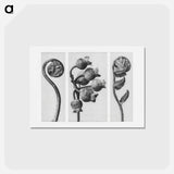 アートポストカード-Polypodiaceae Aspidieae (Polypody) rolled–up frond enlarged 4 times, Vaccinium Corymbosum (Common or Swamp Blueberry) bunch of fruit enlarged 8 times, and Polystichum Falcatum (Prickly Shield–fern) yo - カール ブロスフェルト Postcard.