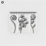 1-24_Karl-Blossfeldt_memo