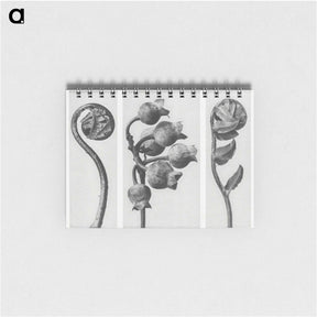 1-24_Karl-Blossfeldt_memo
