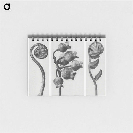 1-24_Karl-Blossfeldt_memo