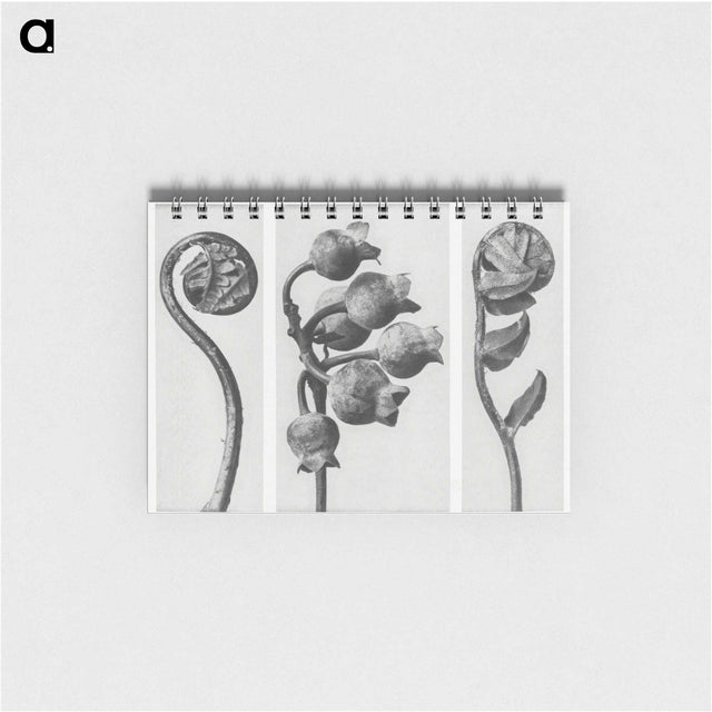 1-24_Karl-Blossfeldt_memo