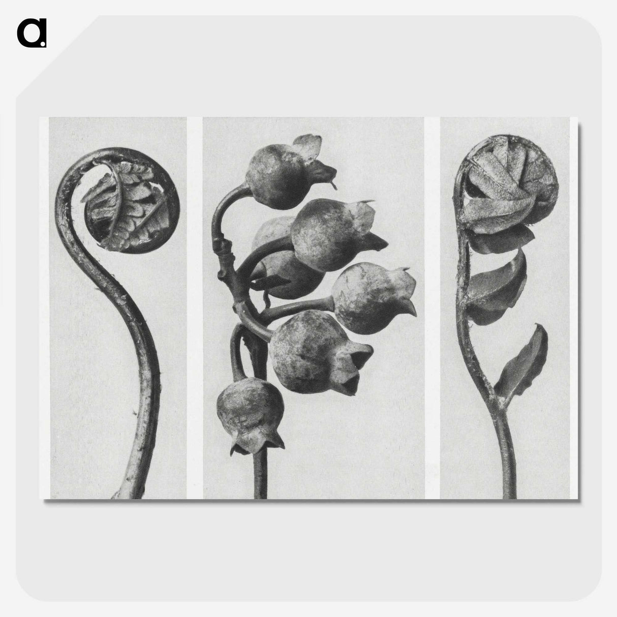 1-24_Karl-Blossfeldt_picture-crop
