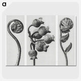 1-24_Karl-Blossfeldt_picture-crop