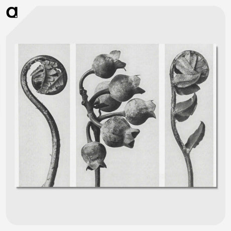 1-24_Karl-Blossfeldt_picture-crop