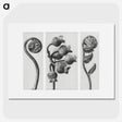 1-24_Karl-Blossfeldt_picture